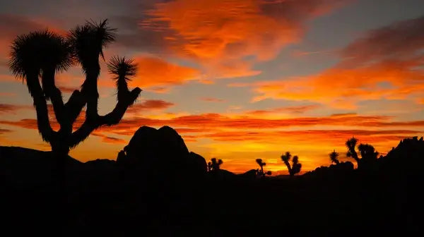 The Desert Oasis of Joshua Tree: A Man’s Guide to Arid Adventure