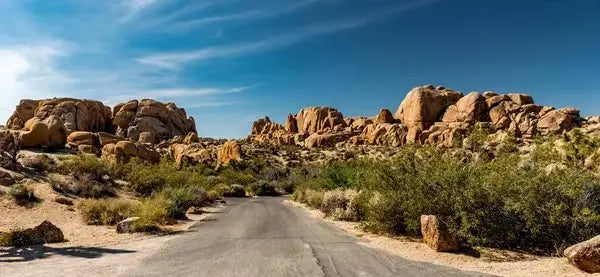 The Desert Oasis of Joshua Tree: A Man’s Guide to Arid Adventure