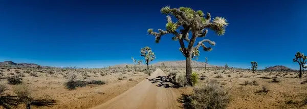 The Desert Oasis of Joshua Tree: A Man’s Guide to Arid Adventure